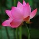 德芙奶糖头像