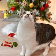 加猫儿的个人资料头像