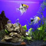 a傲雪寒霜a头像