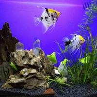 a傲雪寒霜a头像