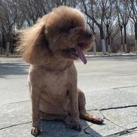 从前有一颗小葡萄头像