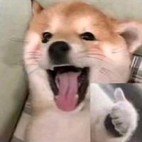 海绵摆摆丶头像