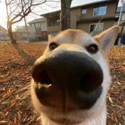 小鹏爱摸鱼的个人资料头像