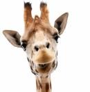 littleRoys48078的个人资料头像