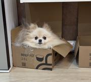 英勇的包子的个人资料头像