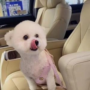 贞贞已单身头像