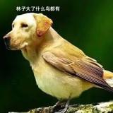 邻村王十二头像