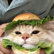 宾宾宾的个人资料头像