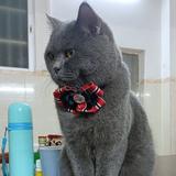 哈佛大猫头像