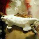 路过巷子看猫的个人资料头像