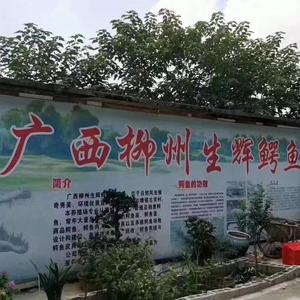 广西柳州生辉鳄鱼养殖场头像