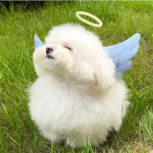贝尔头像