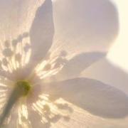 阿七Lact7的个人资料头像