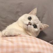 GOLD卡哇伊的个人资料头像