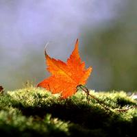 博学多才楓葉情头像