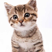 星海汇的个人资料头像