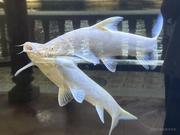 AI新野的个人资料头像