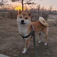 玩刀的兔子头像