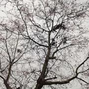 jtsang的个人资料头像