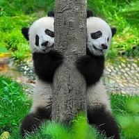 清风骑着乌龟头像