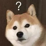 柴柴de疑问头像