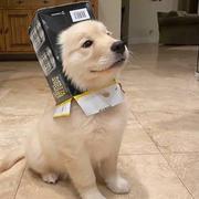 撒比玩意的个人资料头像