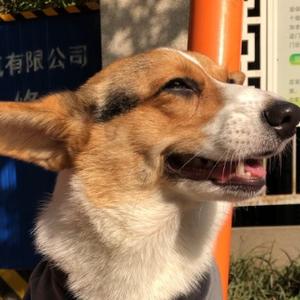 萌宠趣味多头像