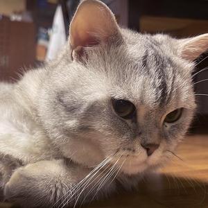 八咩咩头像