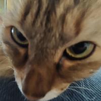 垫底美术生头像