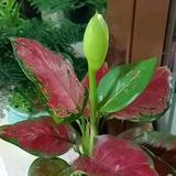 爱上鑫琨头像