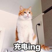 烟斗猫的个人资料头像