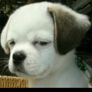 汪丶汪的个人资料头像