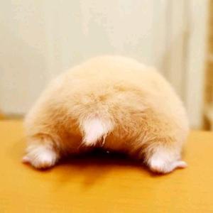 Harry正在输入中头像