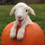 我是咩咩羊的个人资料头像