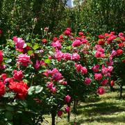 共饮山河的个人资料头像