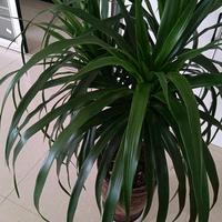 灵巧蜻蜓kr头像