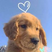 菜鸟要飛的个人资料头像