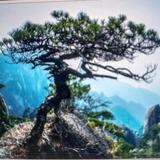 苏语林头像