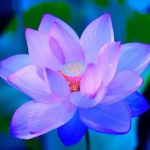 龙龙交易道头像