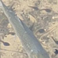 淡泊的糯米Hz头像