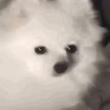 玻璃小狗苏唐唐头像