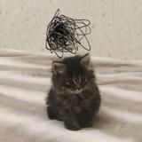 朱猪侠65头像