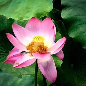 影视音乐cg头像