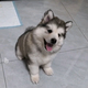 犬猫活体与食用品批发 · 朗动车主·车龄10年头像