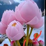 眼角开满花头像