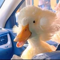 用户5966365434627头像