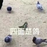 一闪一闪没了头像