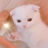 涩瑟尔瑟尔头像