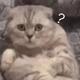 咖啡的猫626头像