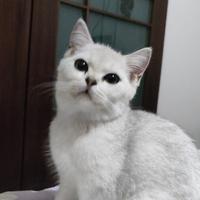 马车神探头像